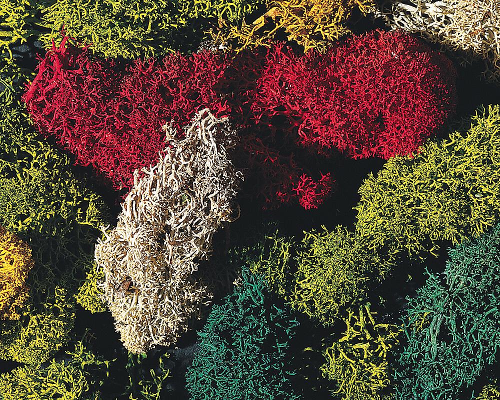Faller 170730   H0, TT, N, Z  Lichens, trié, couleurs différentes, 80 g 