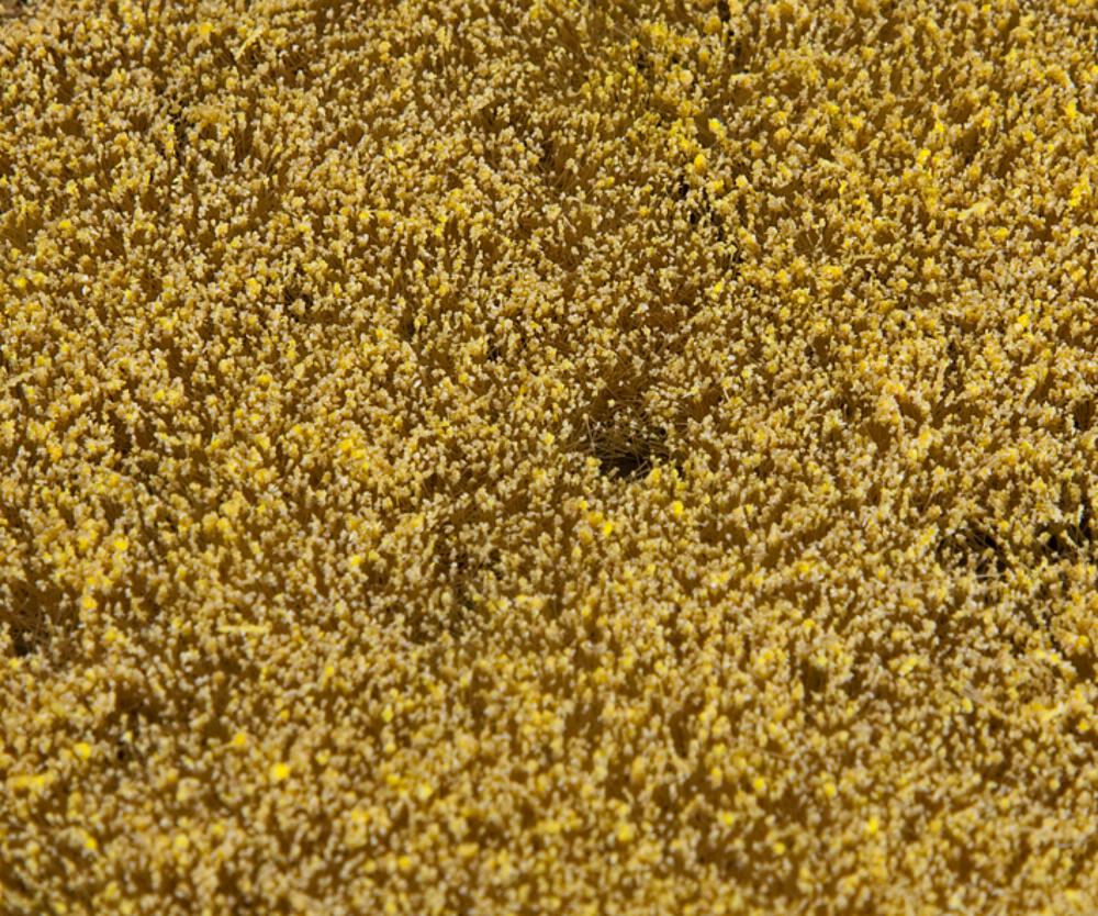 Faller 180466   H0, TT, N  Segment de paysage PREMIUM, Champs de céréales 210 x 148 x 3 mm