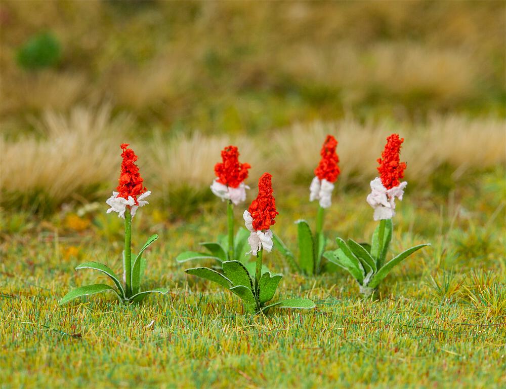 Faller 181267   H0  32 Primevères 