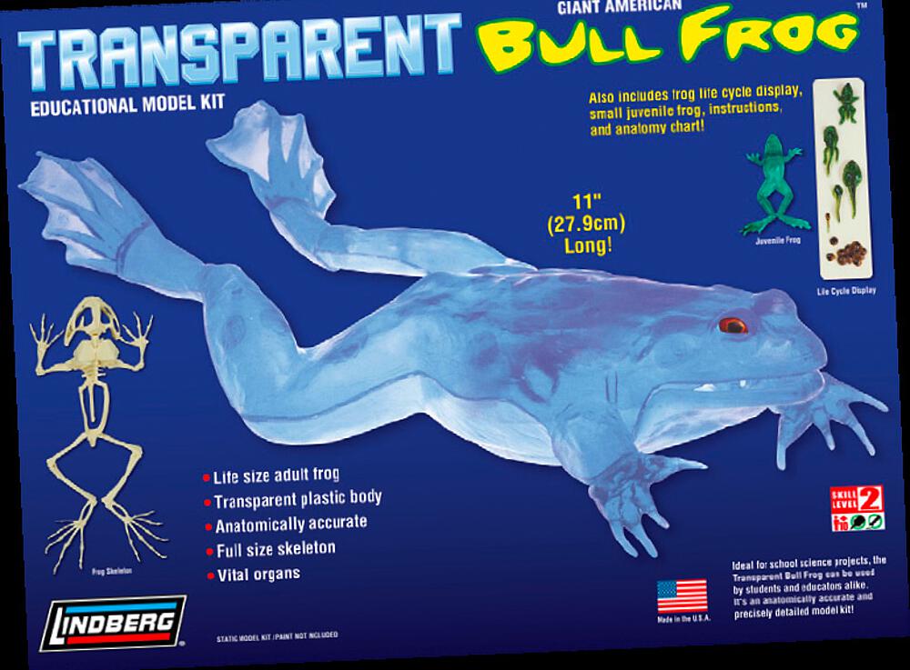 LINDBERG HL301  1/1 Grenouille bœuf transparente 