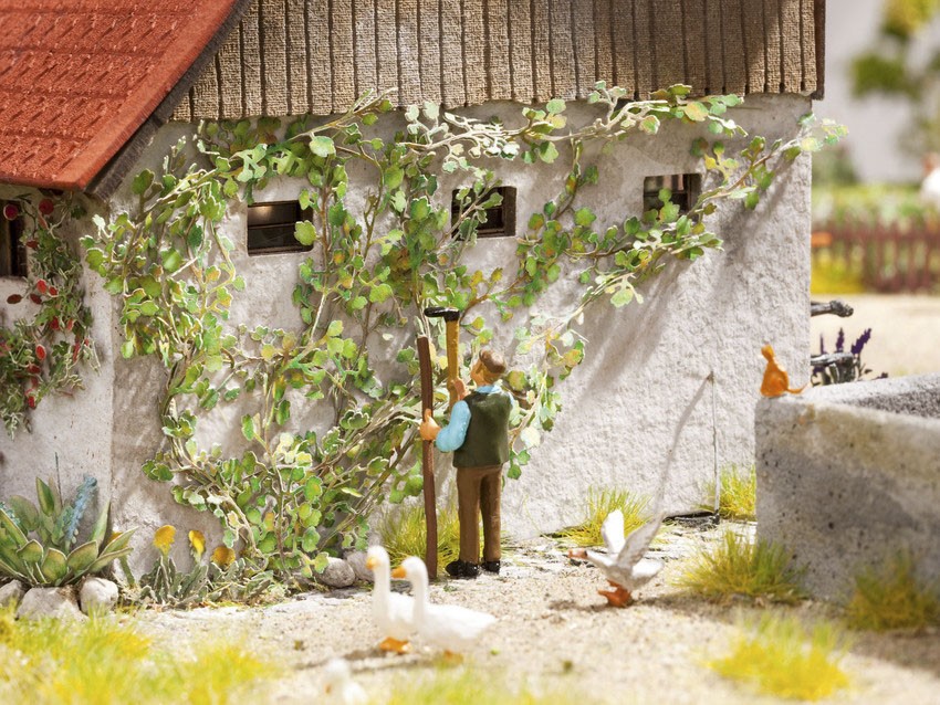 Noch 14132   Vigne vierge