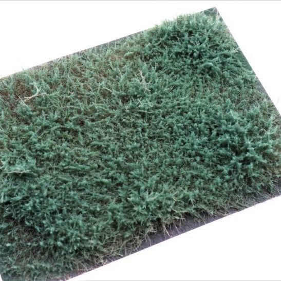 RTS 95510 Arbrisseau genévrier bleu-vert 148x210 mm