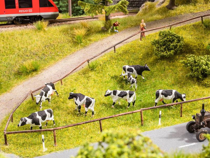 [NOCH 12851] Vaches aux pâturages avec Module sonore  NOCH 12851 - HO 1/87