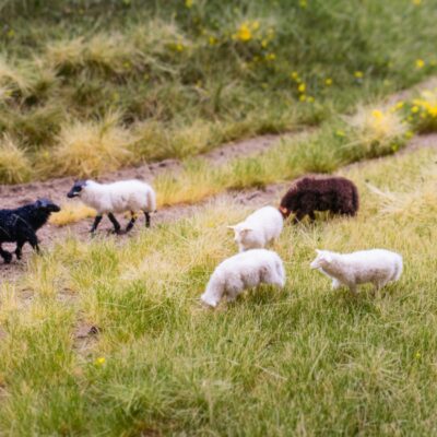 RTS 91901 Set RTS Schafflock (4 x 20g) 