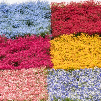 [RTS 84914  ] RTS 84914 RTS Jeu de bouquets de fleurs 2-10 mm, jardin de ville 148 x 210 