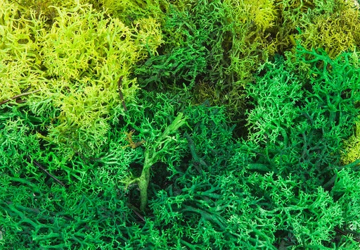 [Faller 170729  ] Faller 170729   H0, TT, N, Z  Lichens, trié, vert, 50 g 