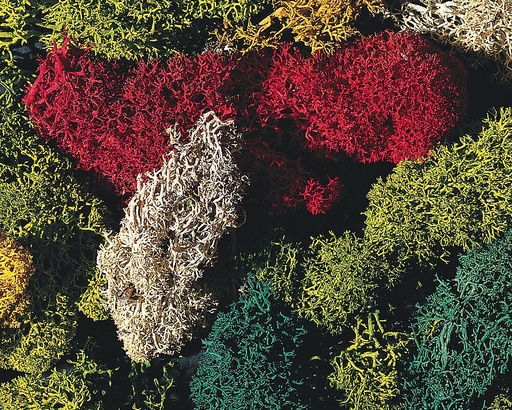 [Faller 170730  ] Faller 170730   H0, TT, N, Z  Lichens, trié, couleurs différentes, 80 g 