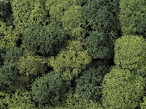 [Noch 08610] Noch 08610   Mousse, Vert Clair