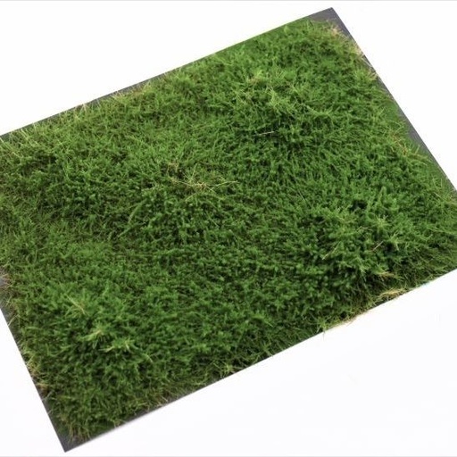 [RTS  95500] RTS 95500 Arbrisseaux genévrier vert 148x210 mm